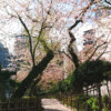 五反田公園 桜並木