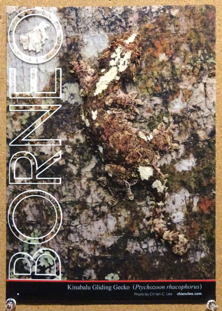 蜜林堂 ボルネオの擬態クリアファイル キナバルパラシュートヤモリ 博物ふぇすてぃばる6