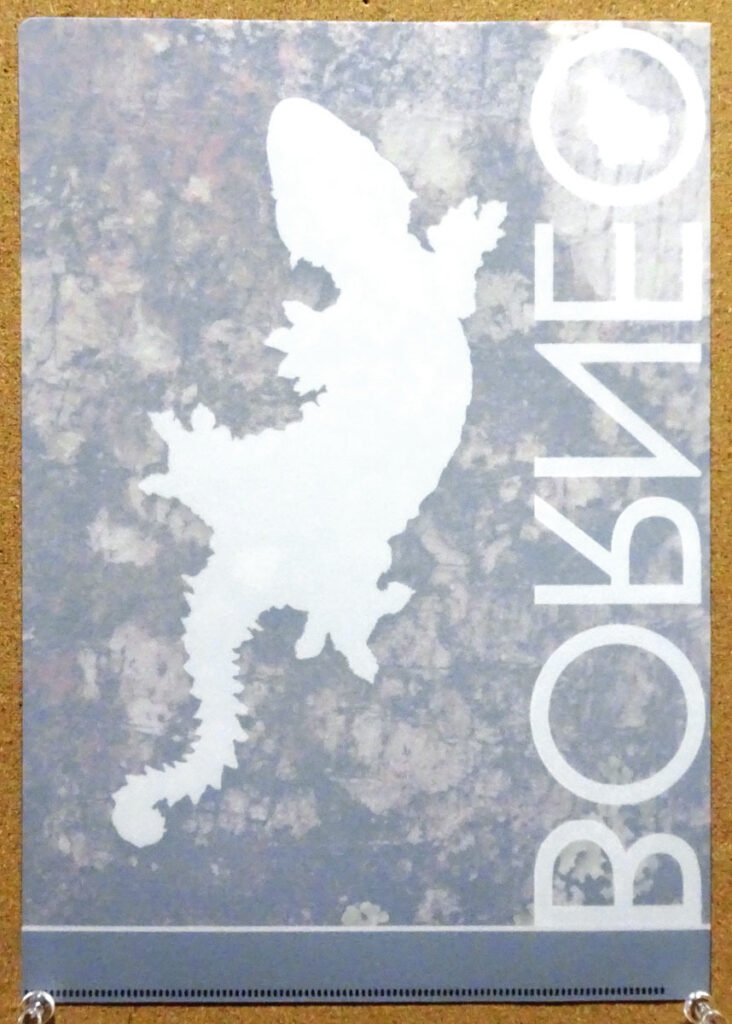 蜜林堂 ボルネオの擬態クリアファイル キナバルパラシュートヤモリ 博物ふぇすてぃばる6