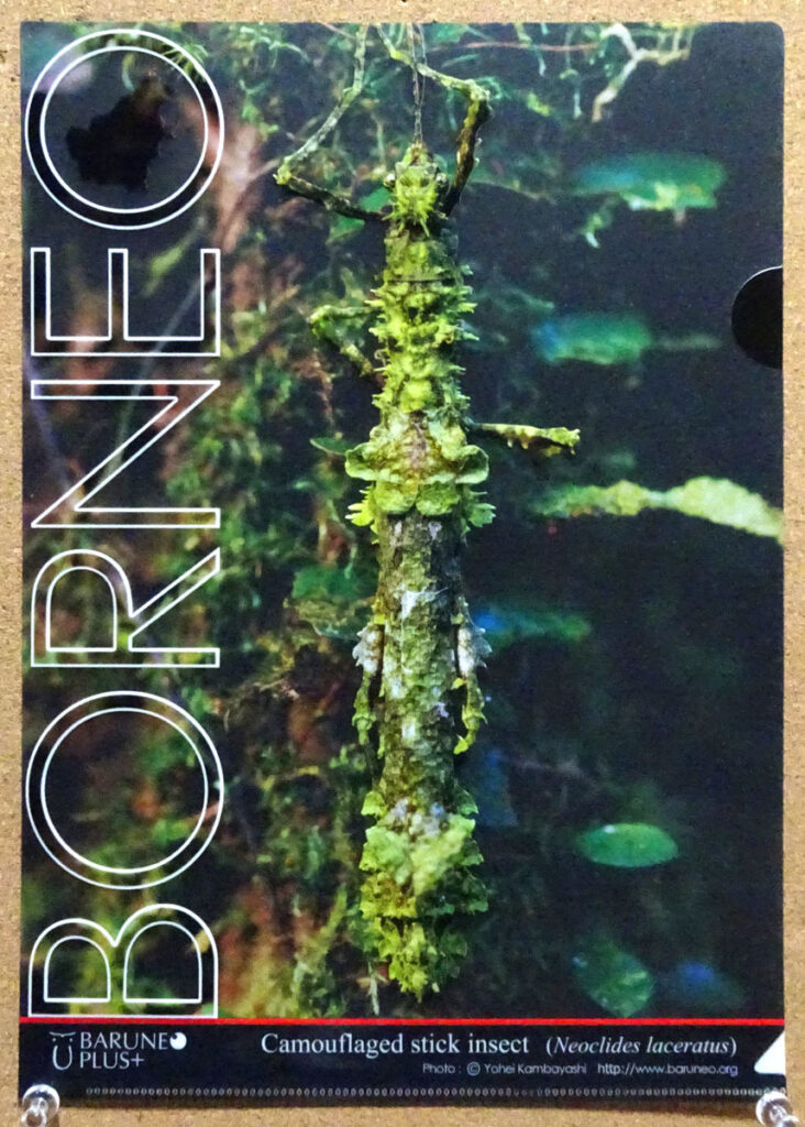 蜜林堂 ボルネオの擬態クリアファイル 苔に似たナナフシ 博物ふぇすてぃばる6