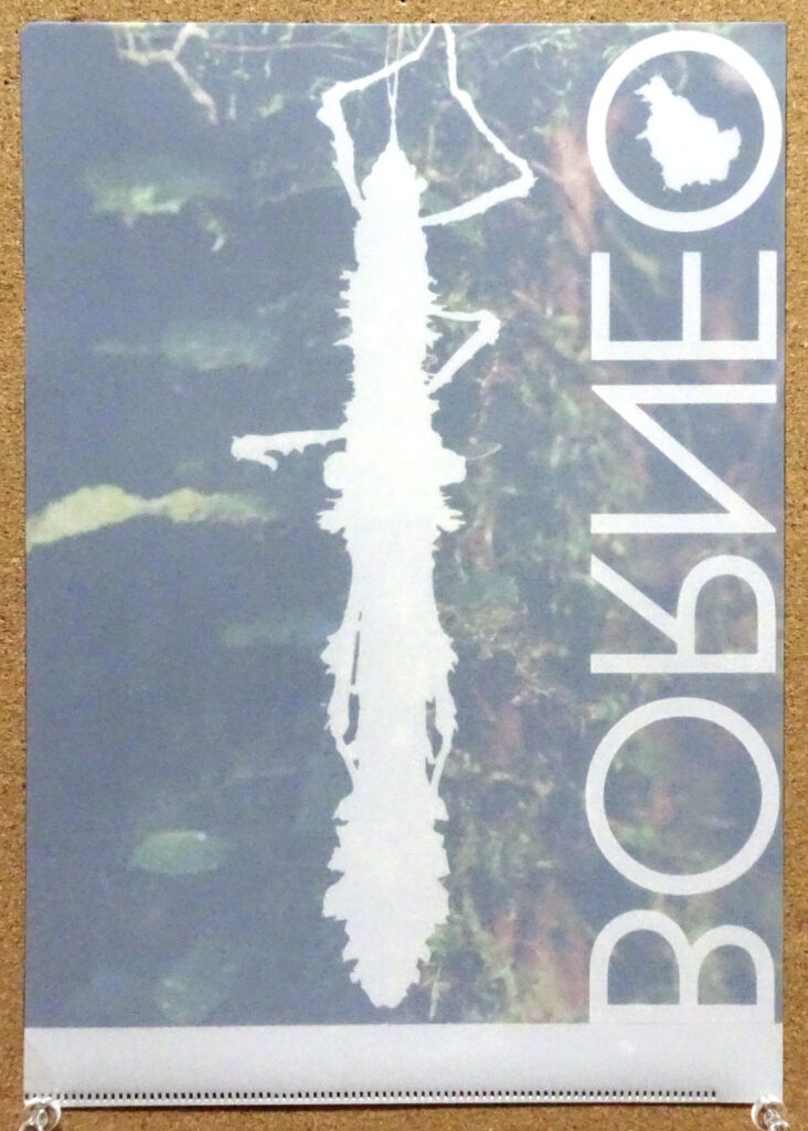 蜜林堂 ボルネオの擬態クリアファイル 苔に似たナナフシ 博物ふぇすてぃばる6