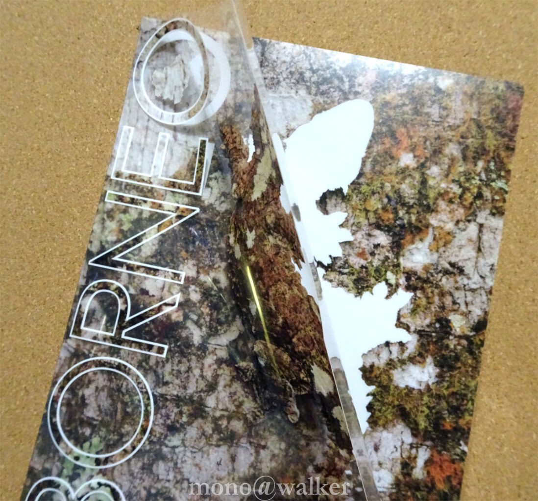 蜜林堂 ボルネオの擬態クリアファイル キナバルパラシュートヤモリ 博物ふぇすてぃばる6